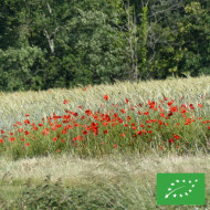 Coquelicot Pavot des Moissons BIO