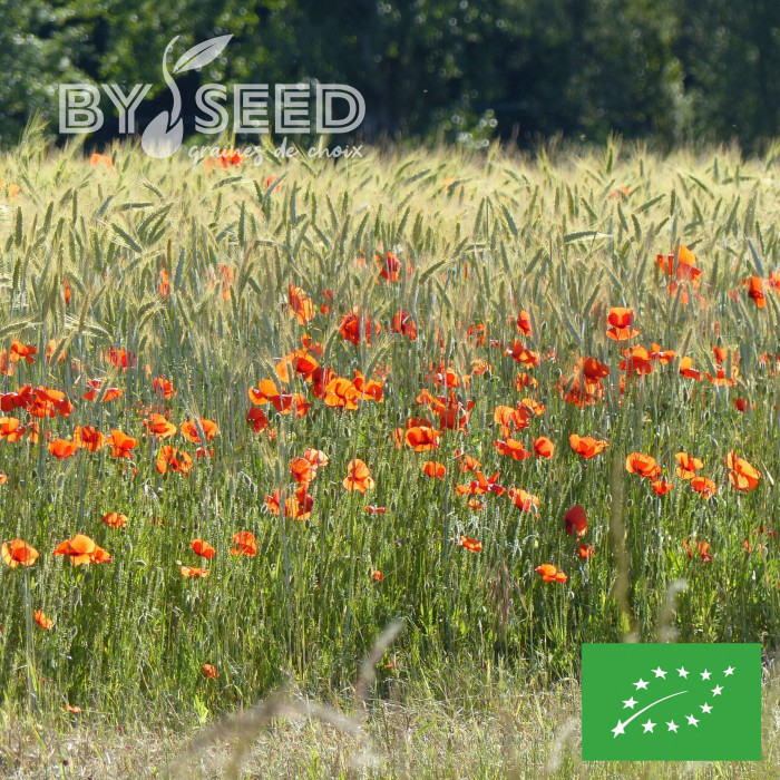 Coquelicot Pavot des Moissons BIO