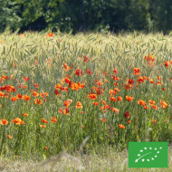 Coquelicot Pavot des Moissons BIO