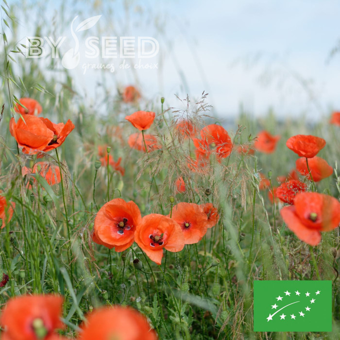 Coquelicot Pavot des Moissons BIO