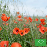 Coquelicot Pavot des Moissons BIO
