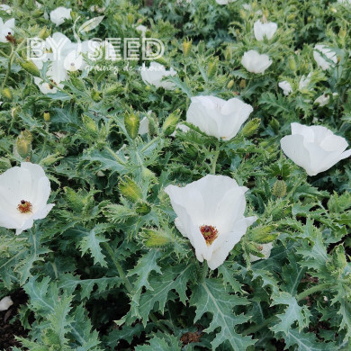 Argemone platyceras