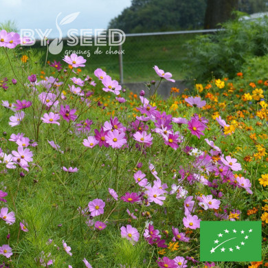 Cosmos Sensation mix BIO