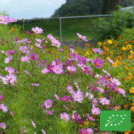 Cosmos Sensation mix BIO