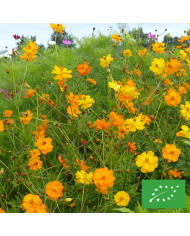 Cosmos Velouette