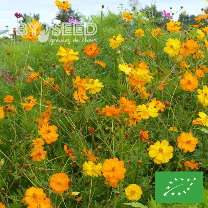 Cosmos sulphureus Bright Lights Mix BIO