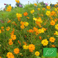 Cosmos sulphureus Bright Lights Mix BIO