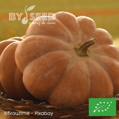 Courge musquée Muscade de Provence BIO
