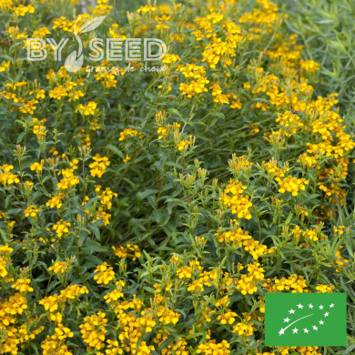 Estragon du Mexique - Tagetes lucida BIO