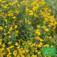 Estragon du Mexique - Tagetes lucida BIO