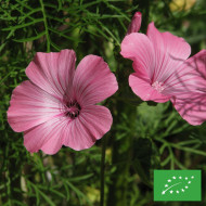 Lavatère annuelle Loveliness rose BIO
