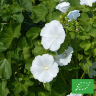 Lavatère annuelle Mont Blanc BIO