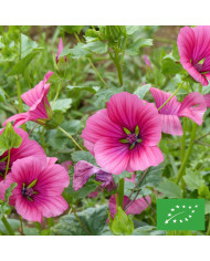 Malope trifida Mix
