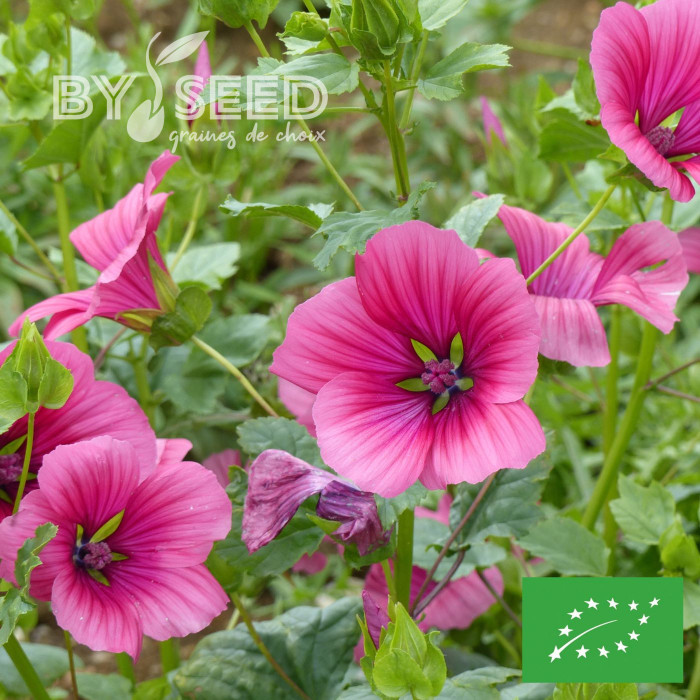 Malope trifida Purple BIO