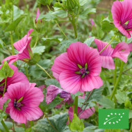 Malope trifida Purple BIO