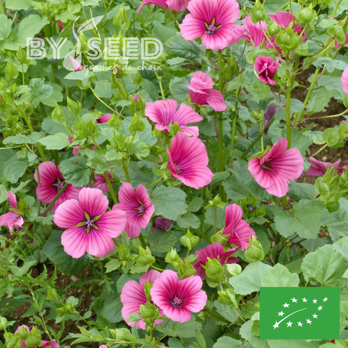 Malope trifida Purple BIO