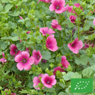 Malope trifida Purple BIO