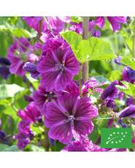 Malva moschata Rosea (graines préparées)