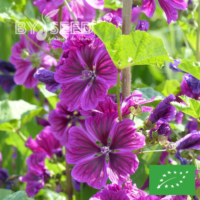 Malva sylvestris Mauritiana BIO - Mauve de Mauritanie