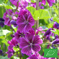 Malva sylvestris Mauritiana BIO - Mauve de Mauritanie