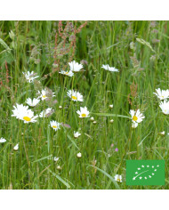 Marguerite des Prés - Leucanthemum vulgare (fleur sauvage)