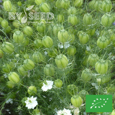 Nigelle de Damas Blanche à capsule verte BIO - Albion Green Pod