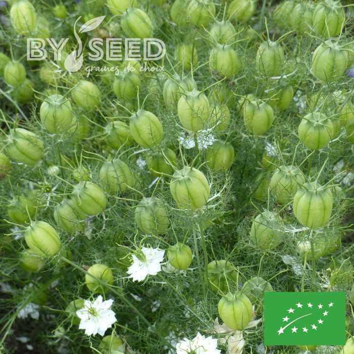 Nigelle de Damas Blanche à capsule verte BIO - Albion Green Pod