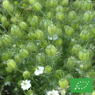 Nigelle de Damas Blanche à capsule verte BIO - Albion Green Pod