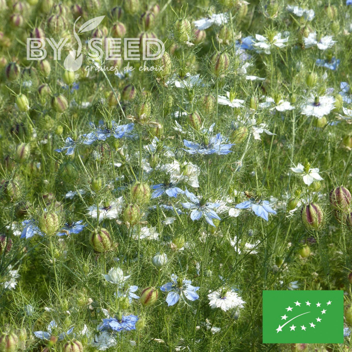 Nigelle de Damas Mixed BIO
