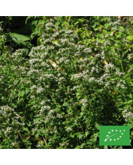 Origan commun (fleur sauvage)