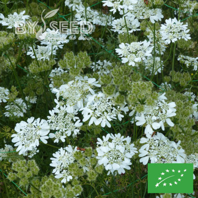 Orlaya grandiflora BIO