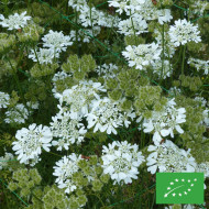 Orlaya grandiflora BIO