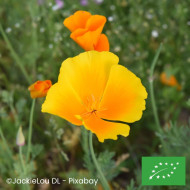 Pavot de californie Aurantiaca orange BIO