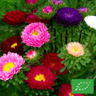 Reine-Marguerite Matsumoto Field-grown Mix BIO