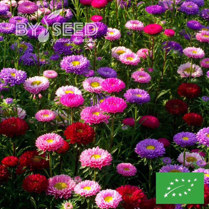 Reine-Marguerite Matsumoto Field-grown Mix BIO