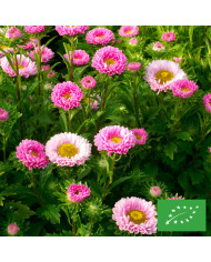 Reine-Marguerite Matsumoto Pink