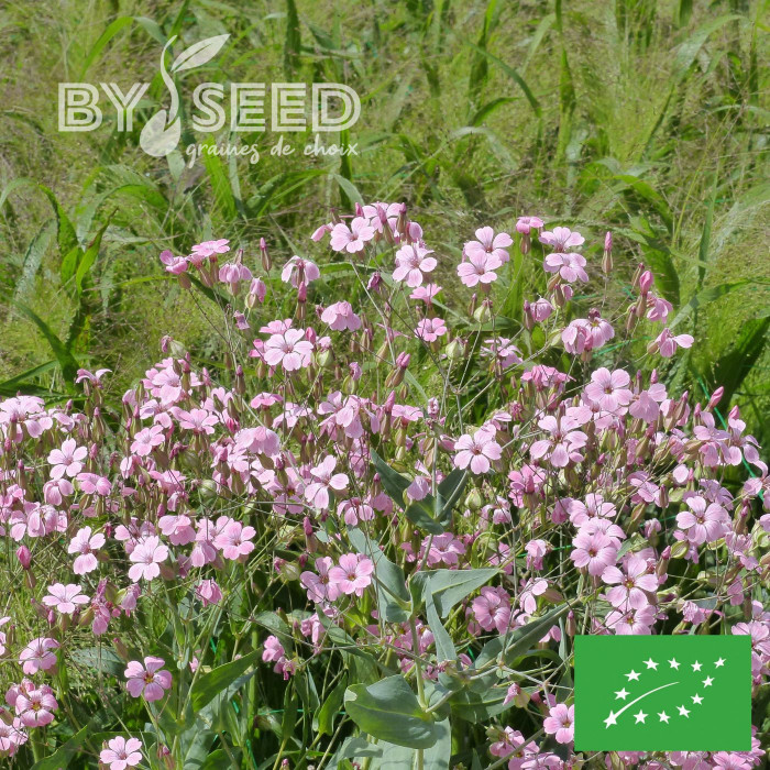 Saponaire à Bouquets Pink Beauty BIO - Vaccaria hispanica