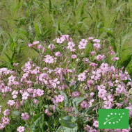 Saponaire à Bouquets Pink Beauty BIO - Vaccaria hispanica