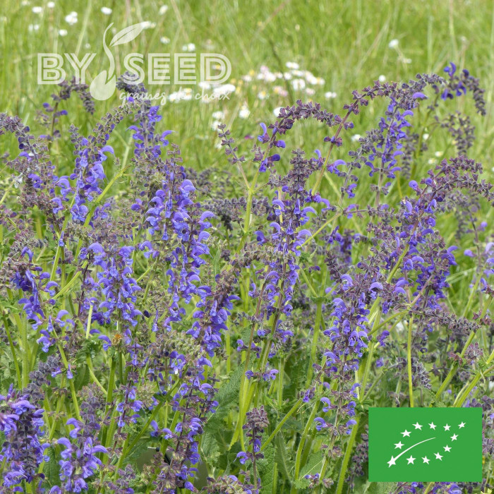 Sauge des Prés - Salvia pratensis (plante sauvage) BIO