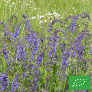Sauge des Prés - Salvia pratensis (plante sauvage) BIO