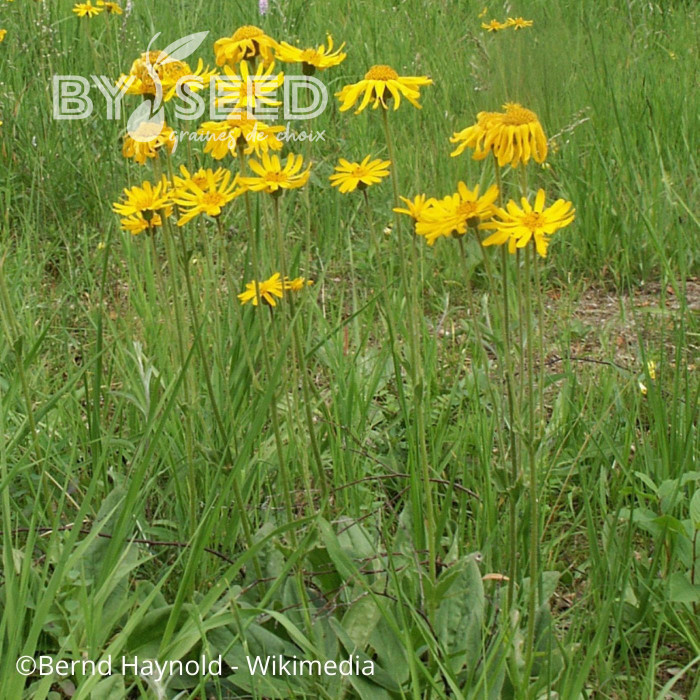 Arnica montana