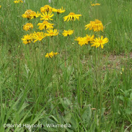 Arnica montana
