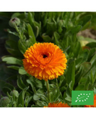 Souci Calexis Orange