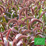 Setaria italica Red Jewel BIO