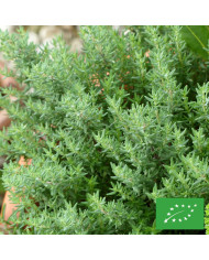 Teloxys aristata Seafoam