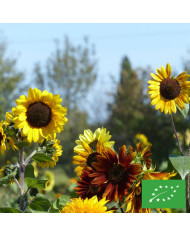 Tournesol haut Autumn Beauty Mix