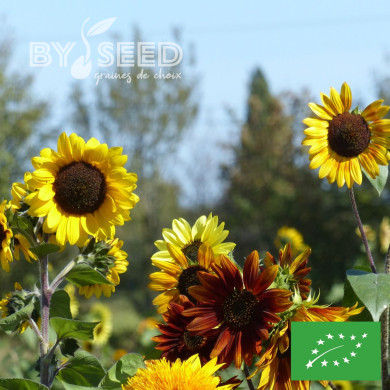 Tournesol haut Autumn Beauty Mix BIO