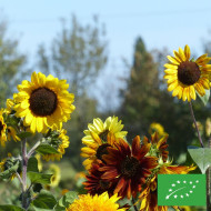 Tournesol haut Autumn Beauty Mix BIO