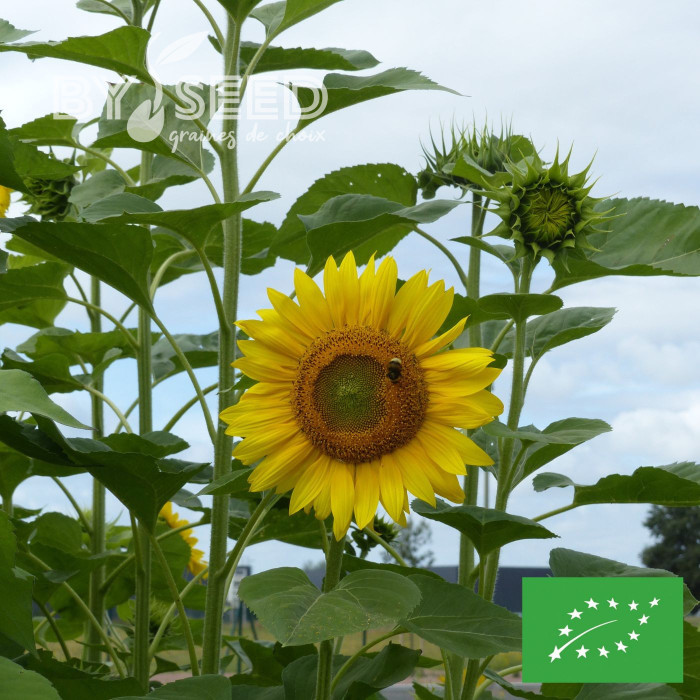 Tournesol haut Peredovick BIO (améliorant du sol)