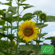 Tournesol haut Peredovick BIO (améliorant du sol)
